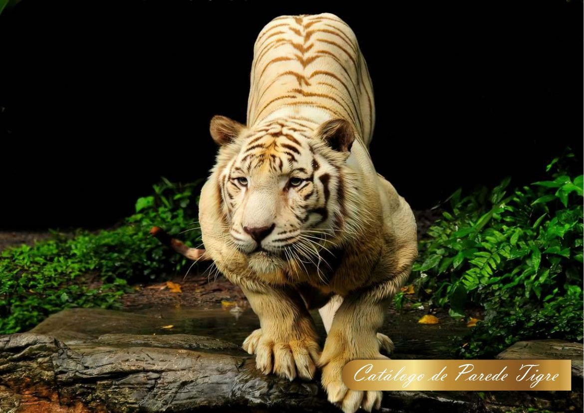 Capa do Catálogo Tigres